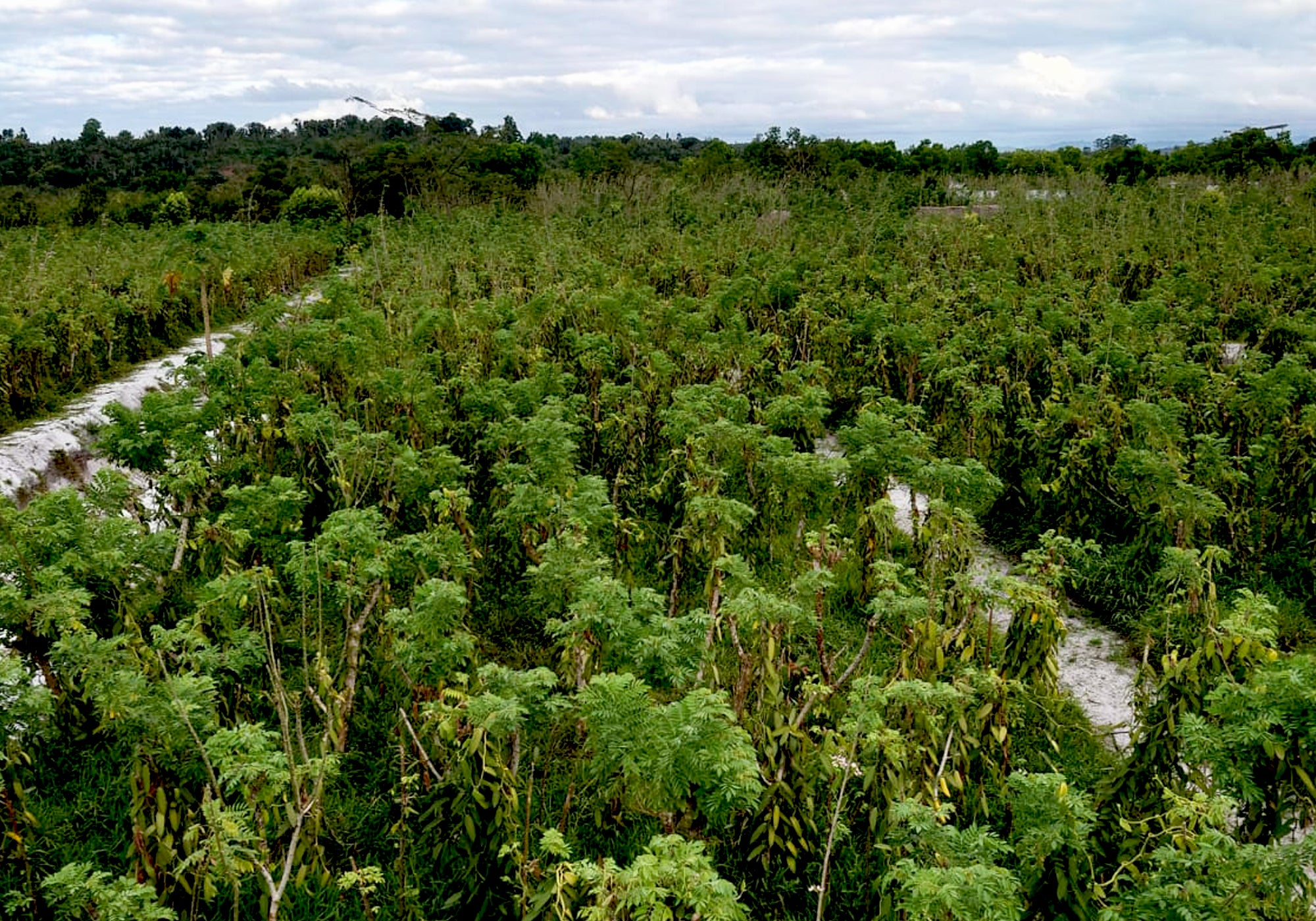 Prema Vanilla Farm manages one of the largest vanilla plantations