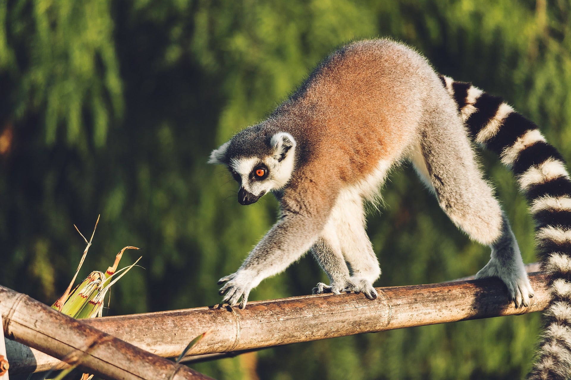 lemur-4795249_1920.jpg